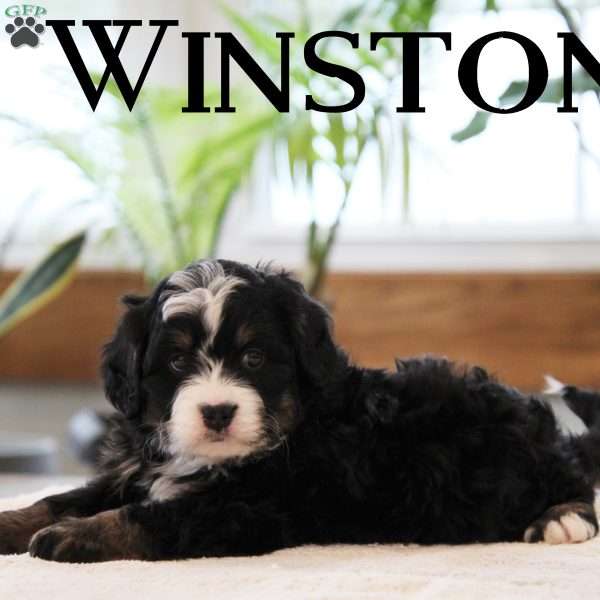 Winston, Mini Bernedoodle Puppy
